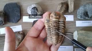 TP Paléontologie L2  Les Trilobites par Mme RuaultDjerrab [upl. by Lledrev]