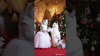 Cute cat wedding day dance couple dance with dance wedding cat shorts cuteanimal ai aivideo [upl. by Saw115]