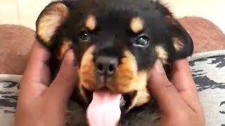 THE BEST CUTE AND FUNNY DOG VIDEOS OF 2023 🐶 [upl. by Ellynn218]