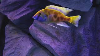 killer venustus cichlid [upl. by Wehttan]