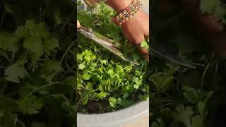 corianderparsley harvesting WATCH FULL VIDEO [upl. by Calan]