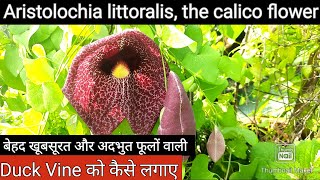 Aristolochia littoralis the calico flower बेहद खूबसूरत और अदभुत फूलों वाली Duck Vine की देखभाल [upl. by Letsirhc]