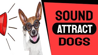 Sound To Attract Dogs [upl. by Fransisco]