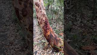 Bleeding Tree  Sydney Red Gum  Bouddi National Park  Australia nature shorts [upl. by Eetnom811]