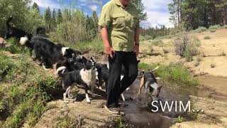 HUNAH Dog Rescue  Central Oregon [upl. by Kcinomod]