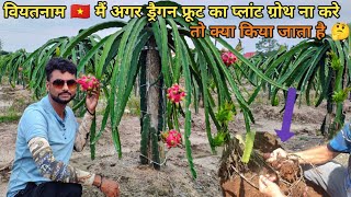 How to Restart the Growth of Dragon Fruit plants dragonfruit pitaya [upl. by Nightingale]