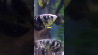 Archerfish Natures Sharpshooters [upl. by Chev]