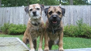 Border Terriers Twos A Crowd THE SEQUEL [upl. by Romilda235]