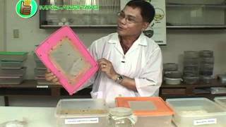 How to Mass Produce Trichogramma for Natural Pest Control [upl. by Aicnom]