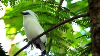 Birds of Indonesia  Птицы Индонезии [upl. by Ehtyaf921]