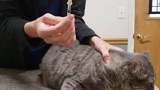 How to Administer Liquid Medication Cat  LazyPaw Animal Hospitals [upl. by Pardner]