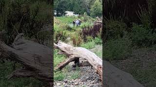 JBLM DLNR checks fishing licenses [upl. by Anneh752]