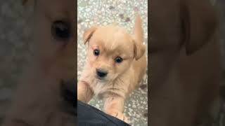 Baby dogcute puppy barking4kviralshorts [upl. by Gretchen432]