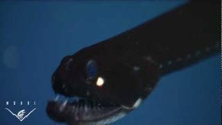 Eerie critters from the deep sea BIG TEETH [upl. by Ariane]