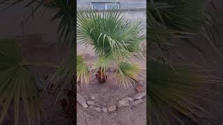 Washingtonia filifera palm trees 1152024 [upl. by Llerahc40]