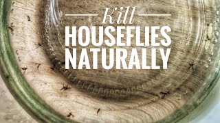 How To Get Rid Of House Flies Naturally  Best Way To Kill House Flies [upl. by Nylaf]