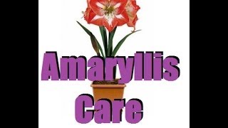 How To Care for Your Amaryllis Transplant amp Fertilizing [upl. by Auohs]