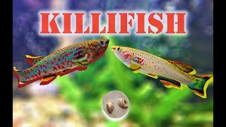 Breeding Killifish Fundulopanchax gardneri  Adventure Vlog 34 [upl. by Tnek]