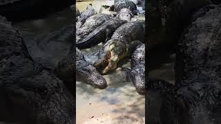 Gatorland feeding some big gators [upl. by Tiras]