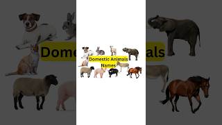 Domestic animals name airasclass animals domesticanimalsforkids [upl. by Nohsauq]