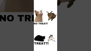 Episode 1 “TREAT” cat funny memes [upl. by Vassar]