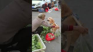 攤主賣給狗空塑膠袋tall owner sells empty plastic bags to dogs [upl. by Aihsikal]