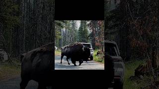 Yellowstone National Park Bison yellowstonenationalpark bison [upl. by Orsola946]