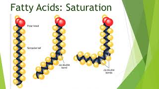 Metabolism of Lipids amp Fatty Acids  2nd Year MBBS  Lecture 01 [upl. by Igenia256]