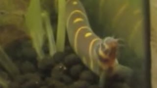 PREGNANT Kuhli loach behaviour  Though may just be fat [upl. by Johnna755]