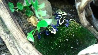 Dendrobates tinctorius Frans Guyana [upl. by Agem]