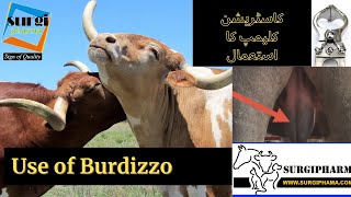 Burdizzo Castratorکاسٹریشن کلیمپ کا استعمال  veterinary livestock castration  vet [upl. by Moir]