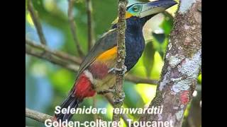 Goldencollared Toucanet [upl. by Duomham]