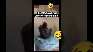 🤦‍♂️😂 Şimdi bu yumurta organik mi oluyor 😂 [upl. by Lore]