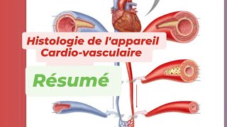 HISTOLOGIE DE LAPPAREIL CARDIO VASCULAIRE  Résumé [upl. by Ardaed760]