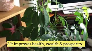 Lucky plant  Umbrella plant Three benefits and three care tips caretipsschefflerafengshuiplants [upl. by Liggett626]