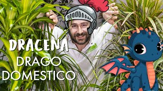 Dracena come prendersi cura di un drago di pianta [upl. by Calendre239]