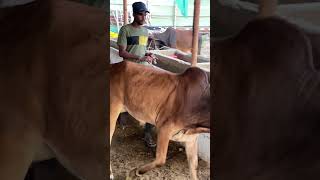 Cows for sale  Ismail goth cow mandi  cowmandiupdate cowmandi cattlefarm cowdance cow cattle [upl. by Jenni]