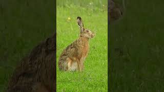 Poljski zajec Lepus europaeus [upl. by Ateikan]