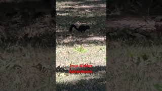 Unbelievably Beautiful Black Squirrel nature wildlife shortsfeed [upl. by Ahsyle79]