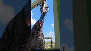 Why is the cassowary considered the most dangerous bird in the world cassowary birds animals [upl. by Attenov]