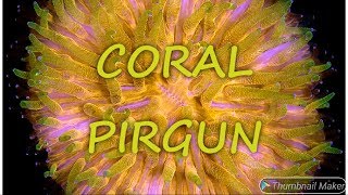 Memelihara Koral Piring Gundul  Plate Coral Short Tentacle Fungia repanda [upl. by Eenram]