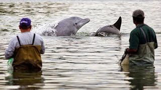 Une entraide incroyable entre pêcheurs et dauphins   ZAPPING NOMADE [upl. by Kline709]