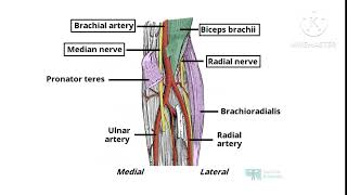 CUBITAL FOSSA ANATOMY NOTES UPPER LIMBIN TAMIL [upl. by Airom149]