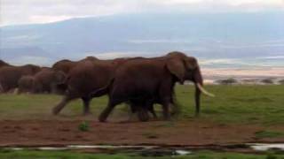 Deadly African Elephant The worlds largest land animal [upl. by Ynetsed]