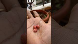 Cherrie seeds shorts usateluguvlogs backyardgardening food [upl. by Ahsinyar448]