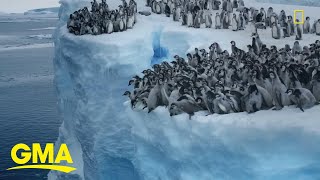 Baby penguins cliffdive in adorable clip [upl. by Rojas]