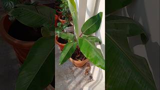 Terrace Garden banana plant harishvlogs gardening gardenideas garden terracegarden plants [upl. by Aniteb]