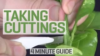 How To Take Cuttings  4 Minute Guide to Clones and Cloning [upl. by Alle]