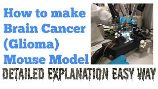 Xenograft Glioma Mouse Model Brain Cancer Model  Research Technique  Dr Abi Greek [upl. by Ahsener]