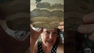 Rock Talk Fossil Stromatolite [upl. by Tada800]